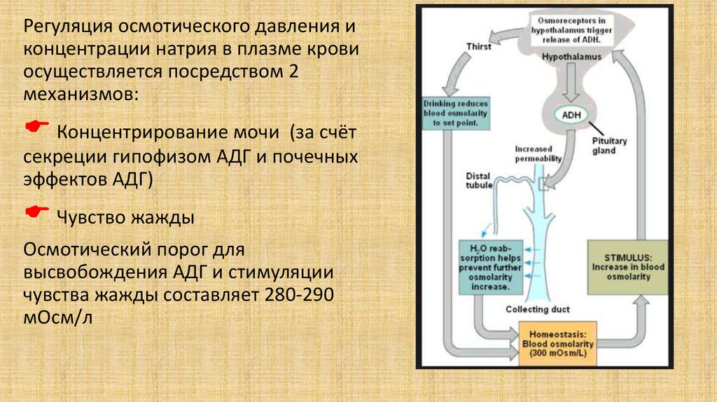 Обмен натрия. Регуляция осмотического давления. Механизм осмотического концентрирования мочи. Механизм регуляции осмотического давления. Осмотическое давление и концентрирование мочи.