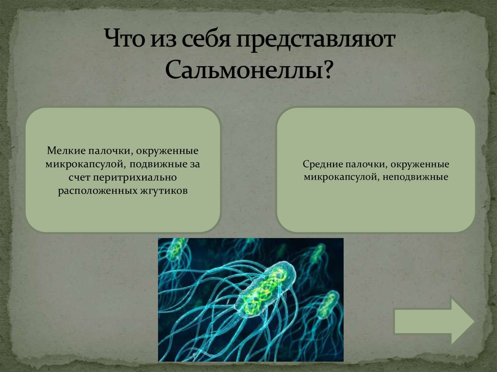 Что из себя представляют Сальмонеллы?