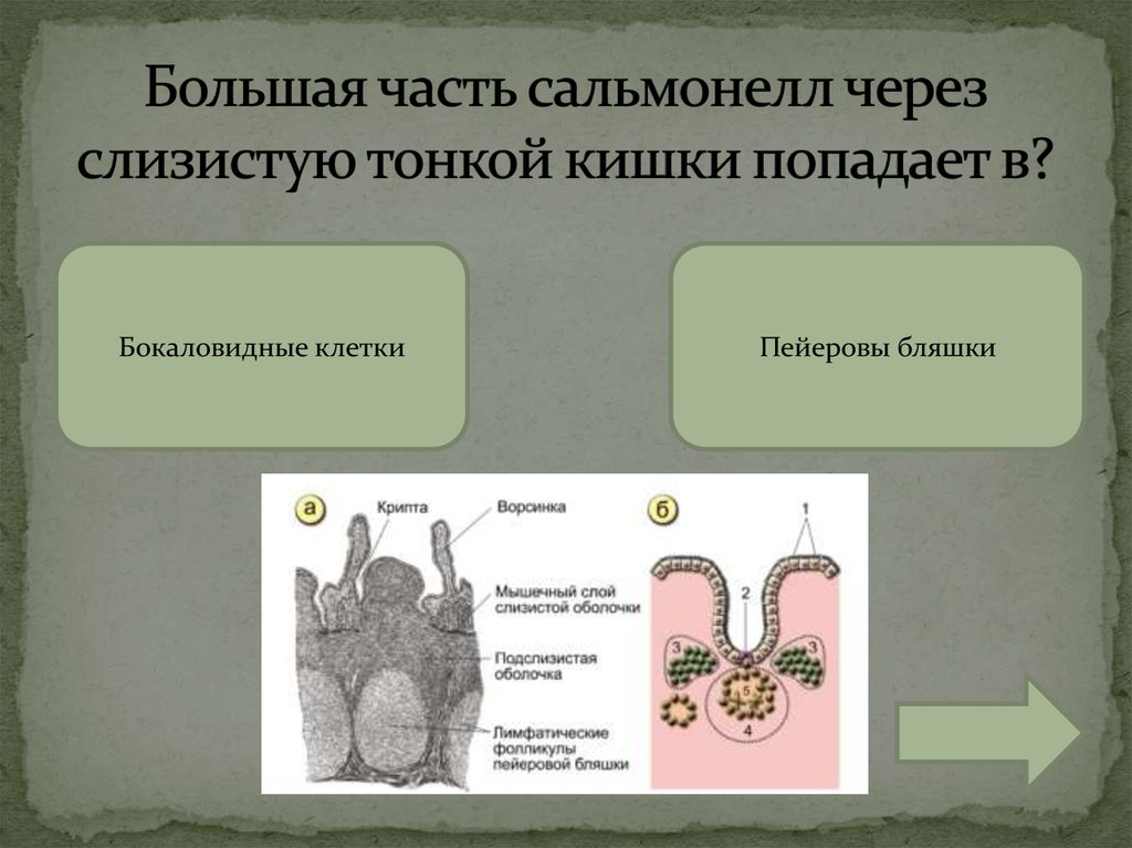 Передача через слизистую