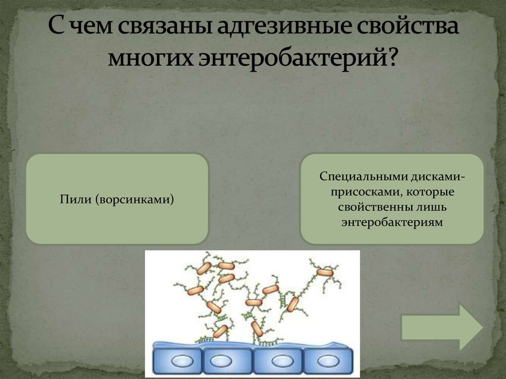 С чем связаны адгезивные свойства многих энтеробактерий?