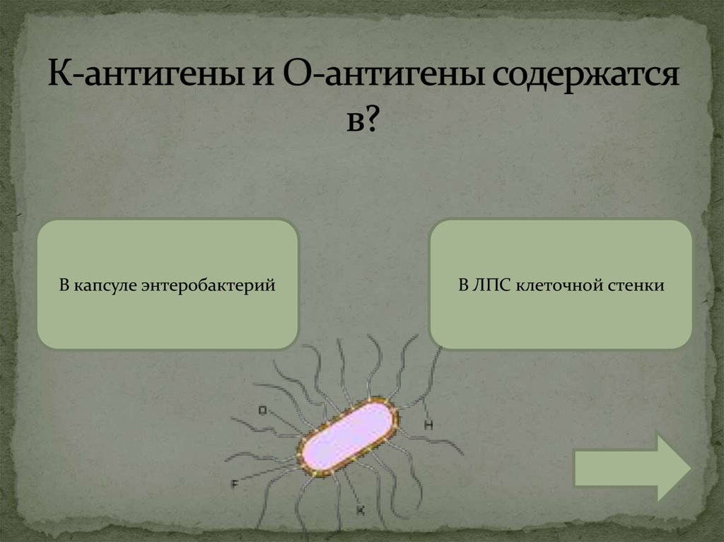 К-антигены и О-антигены содержатся в?