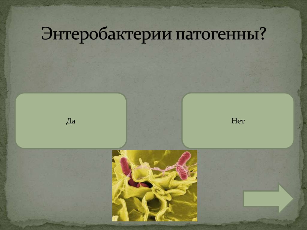 Энтеробактерии патогенны?