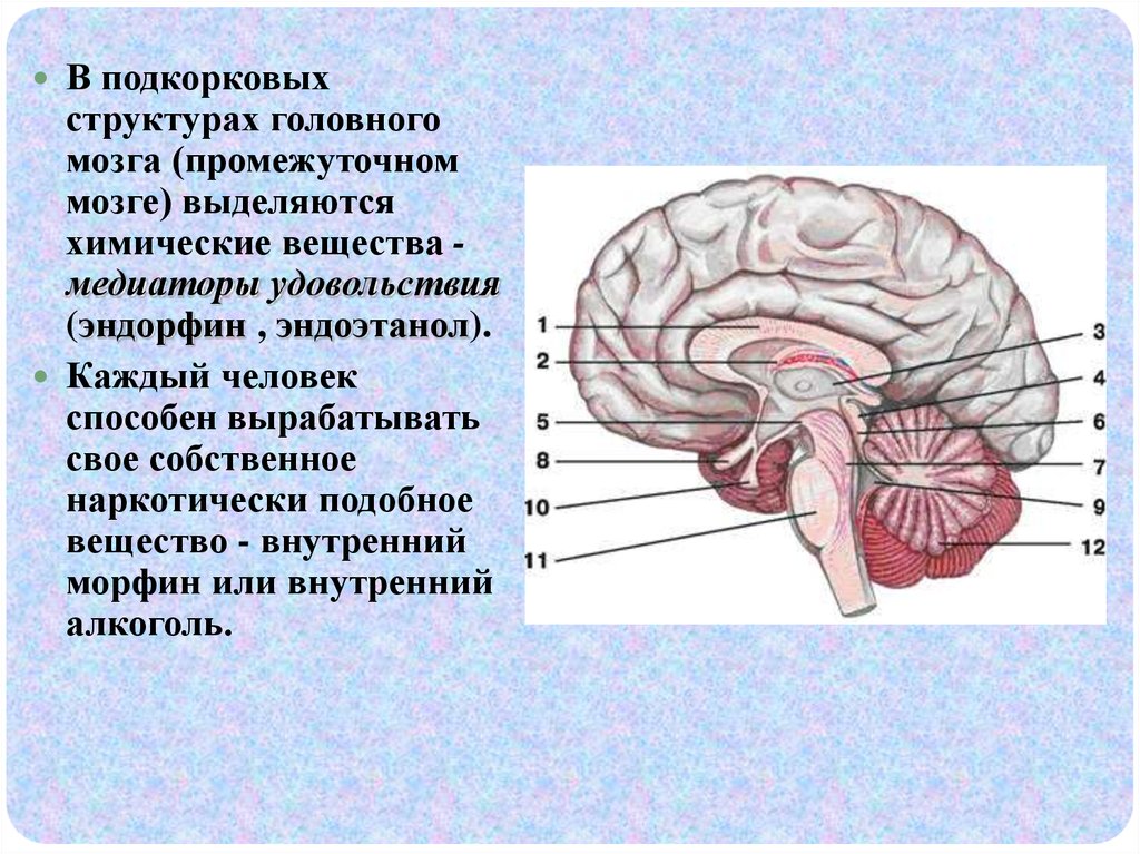 Из какого вещества состоят мозги