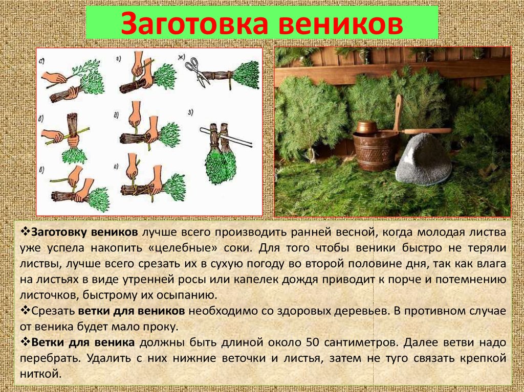 Когда нужно заготавливать березовые веники. Календарь заготовки веников для бани. Как вязать веники для бани. Заготовка веников для бани. Заготовка веников для бани когда.