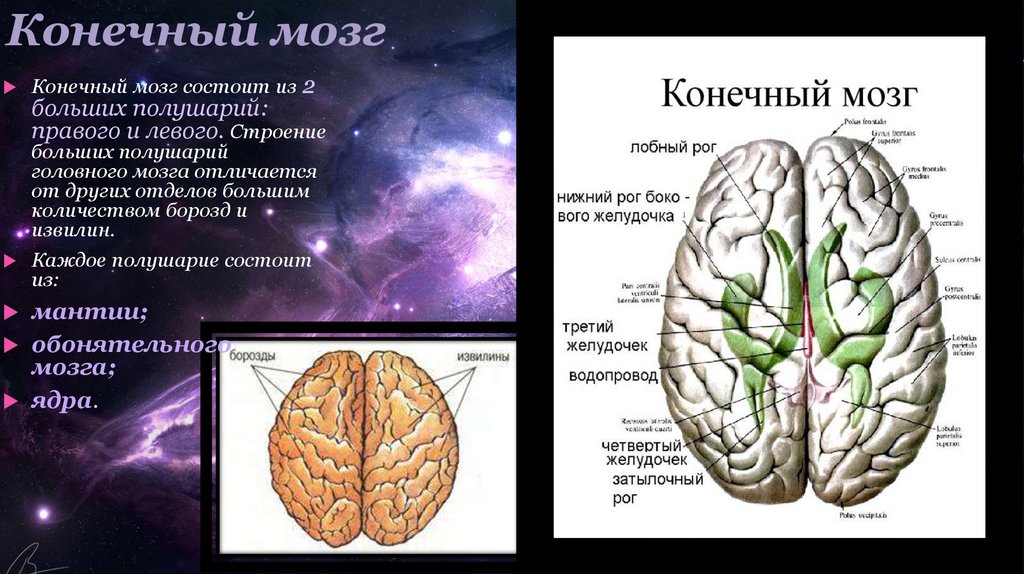 Конечный мозг фото