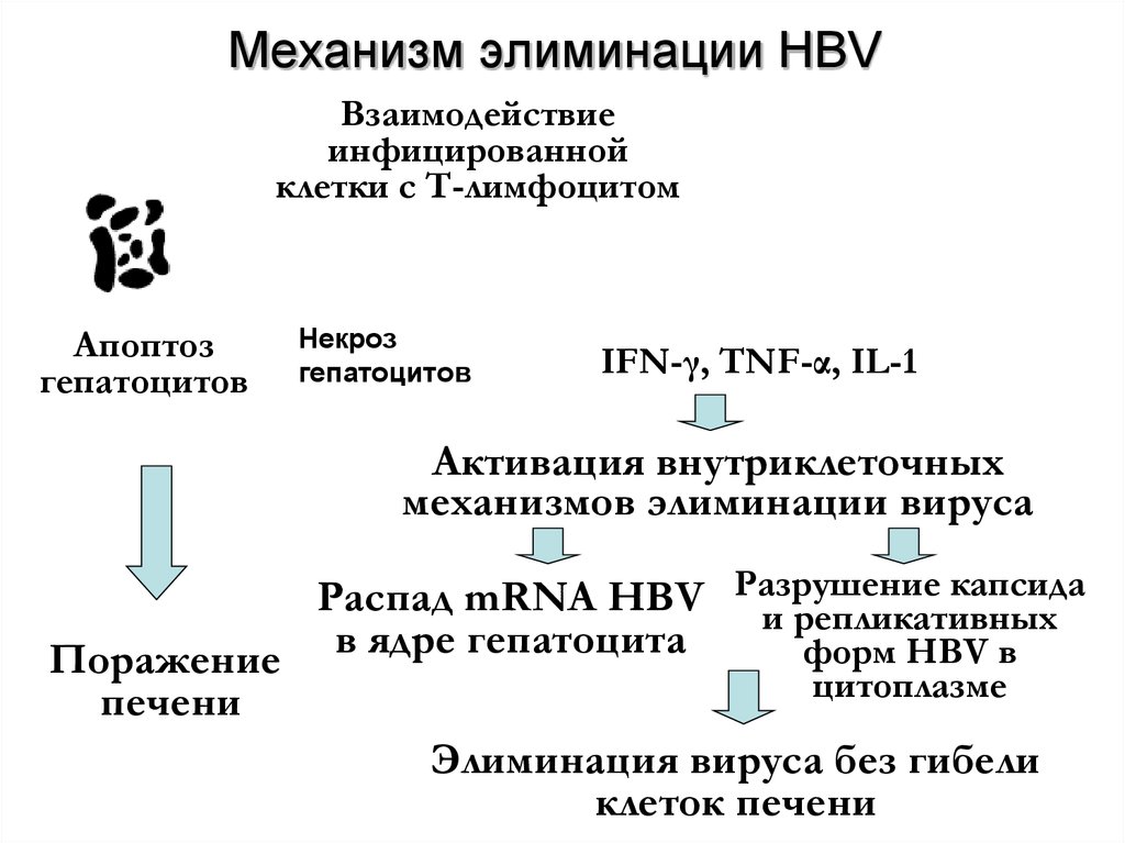Механизм элиминации HBV