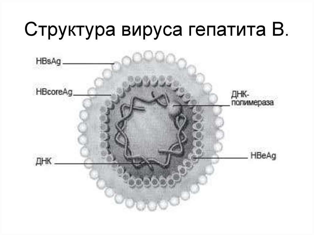 Структура вируса гепатита В.