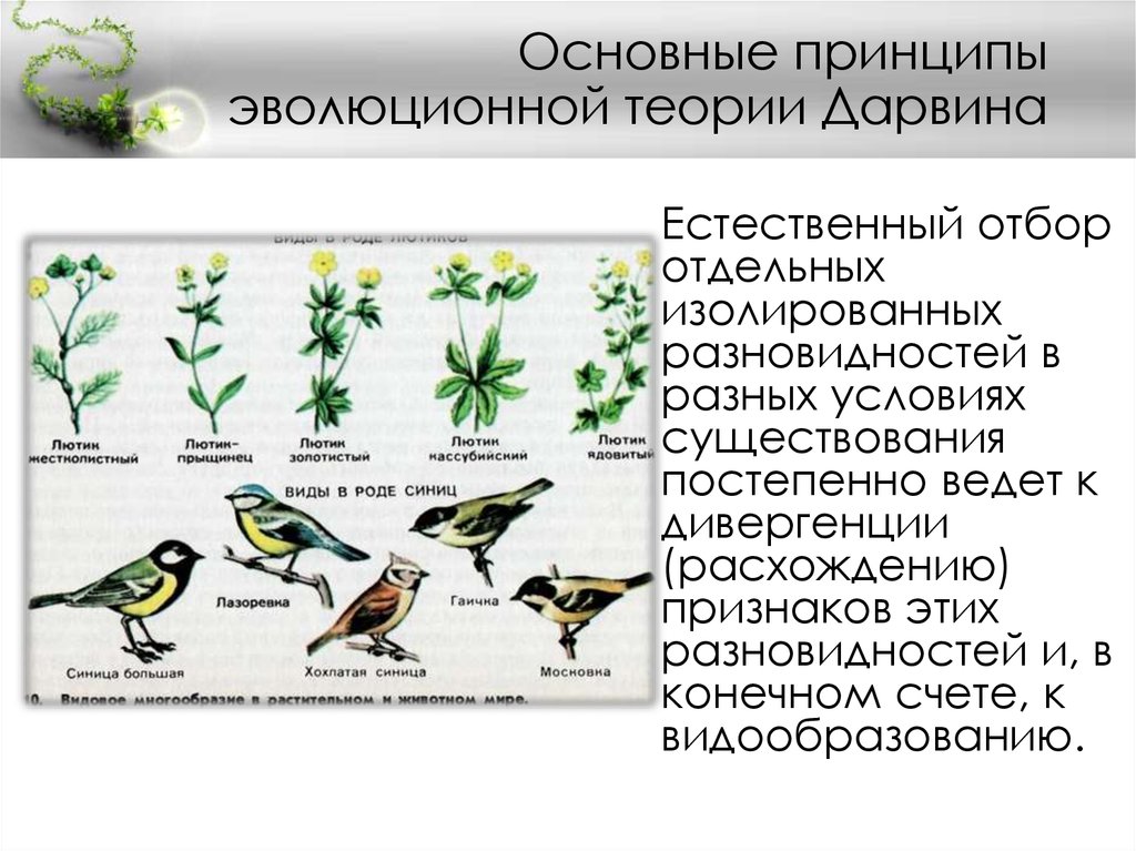 Основные принципы эволюционной теории ч дарвина презентация