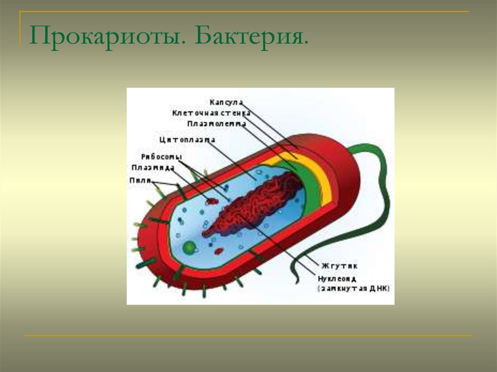 Бактерии прокариоты 5 класс. Строение бактерии прокариот. Строение бактериальной клетки прокариот. Прокариотическая клетка bacteria. Строение клетки прокариот бактерии.