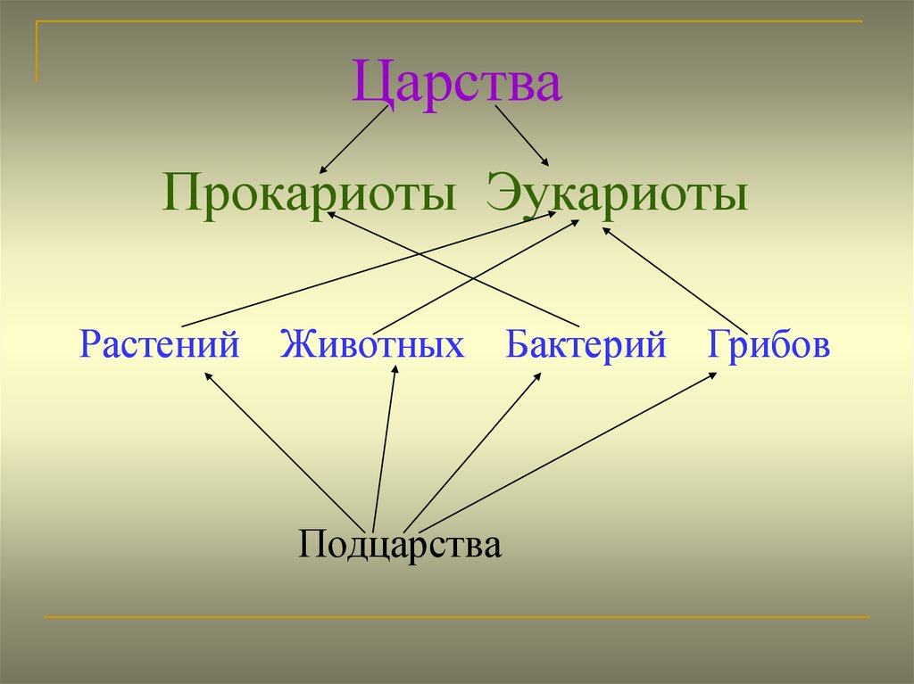 Доядерные и эукариоты