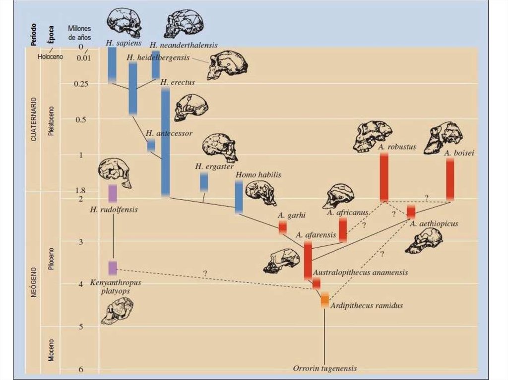 How evolution. Схема эволюции гоминид. Эволюция homo схема. Схема эволюции рода homo. Древо эволюции хомо сапиенс.