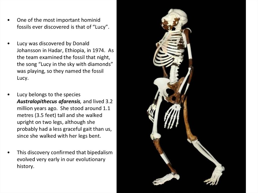 Australopithecus - an ape who walked on two legs