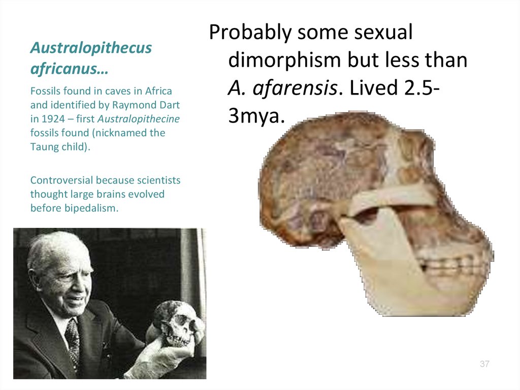 Australopithecus africanus…
