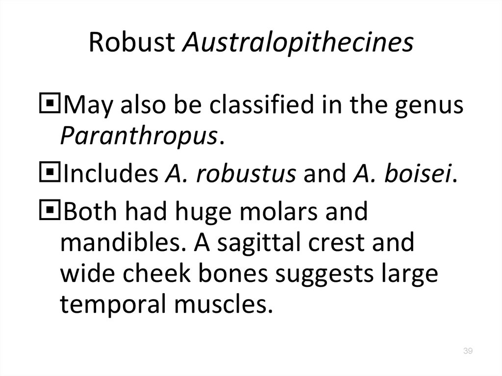 Robust Australopithecines