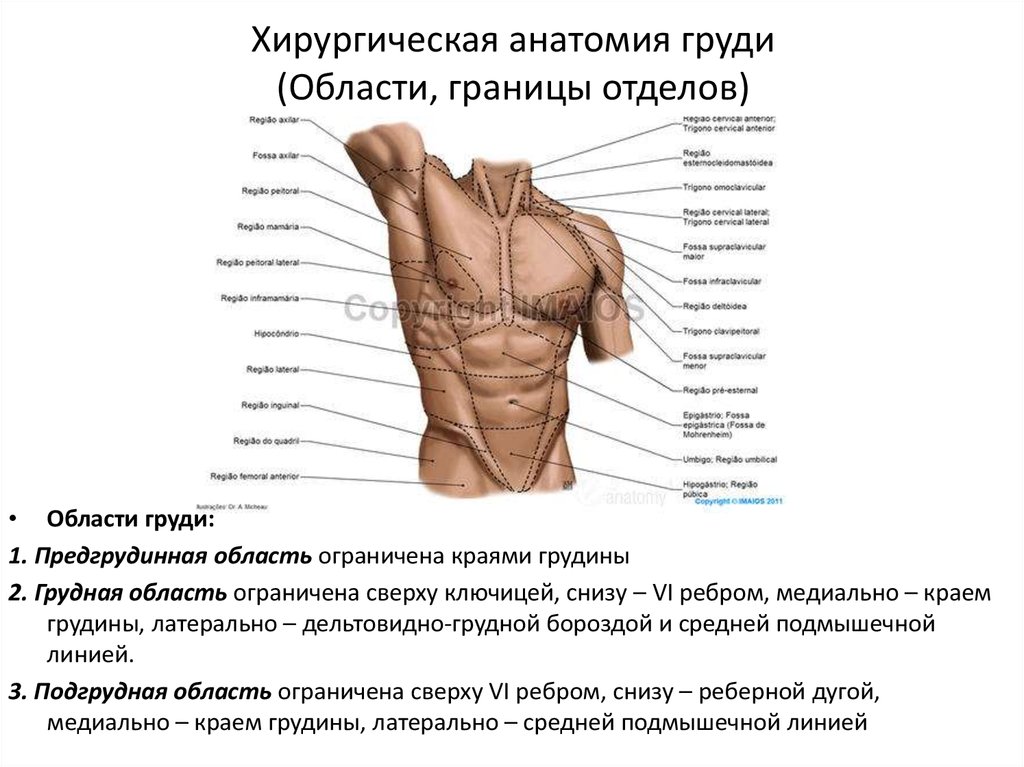 Почему колет ребро. Области груди анатомия. Область груди анатомия границы. Дельтовидно грудная борозда анатомия. С правой стороны под грудью.