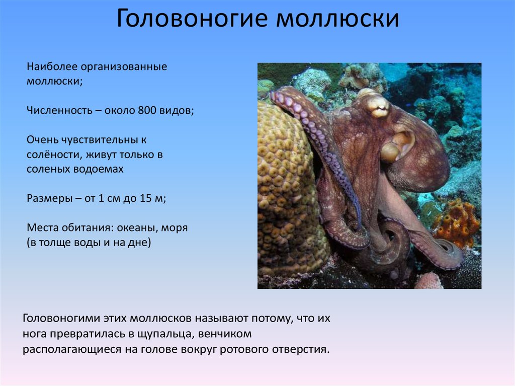 Защита моллюска. Тип головоногие моллюски 7 класс биология. Тип моллюски класс головоногие среда обитания. Головоногие моллюски характеристика 7 класс. Головоногие моллюски 7 класс кратко.