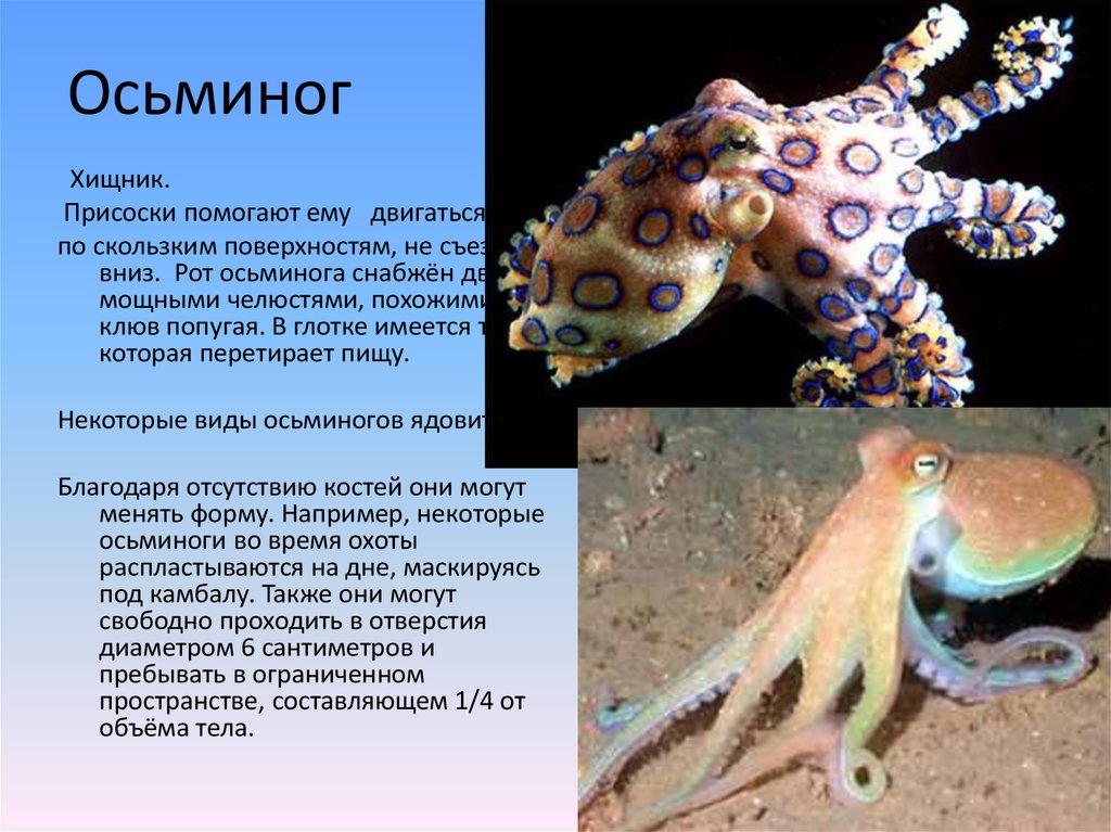 Какой тип питания характерен для каракатицы лекарственной. Моллюски (или головоногие, брюхоногие). Класс головоногие осьминог. Вымершие головоногие моллюски. Головоногие моллюски кальмар.