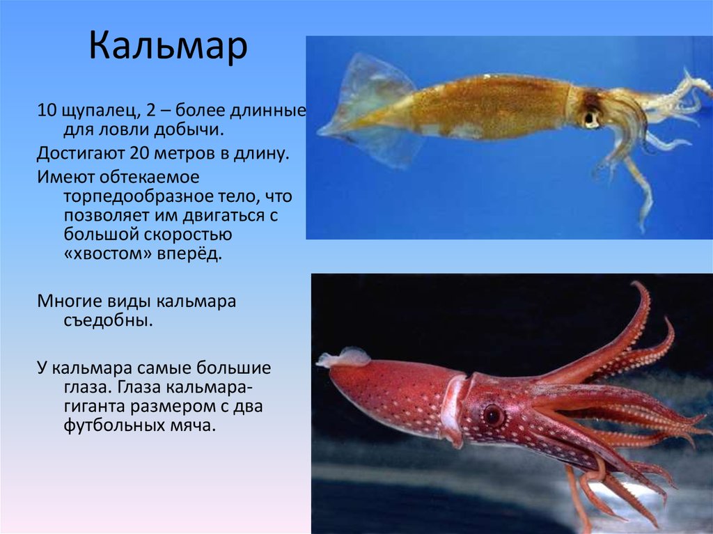 Форма тела торпедообразная представители. Головоногие моллюски кальмар класс. Кальмары презентация. Сообщение о кальмаре. Кальмар описание.