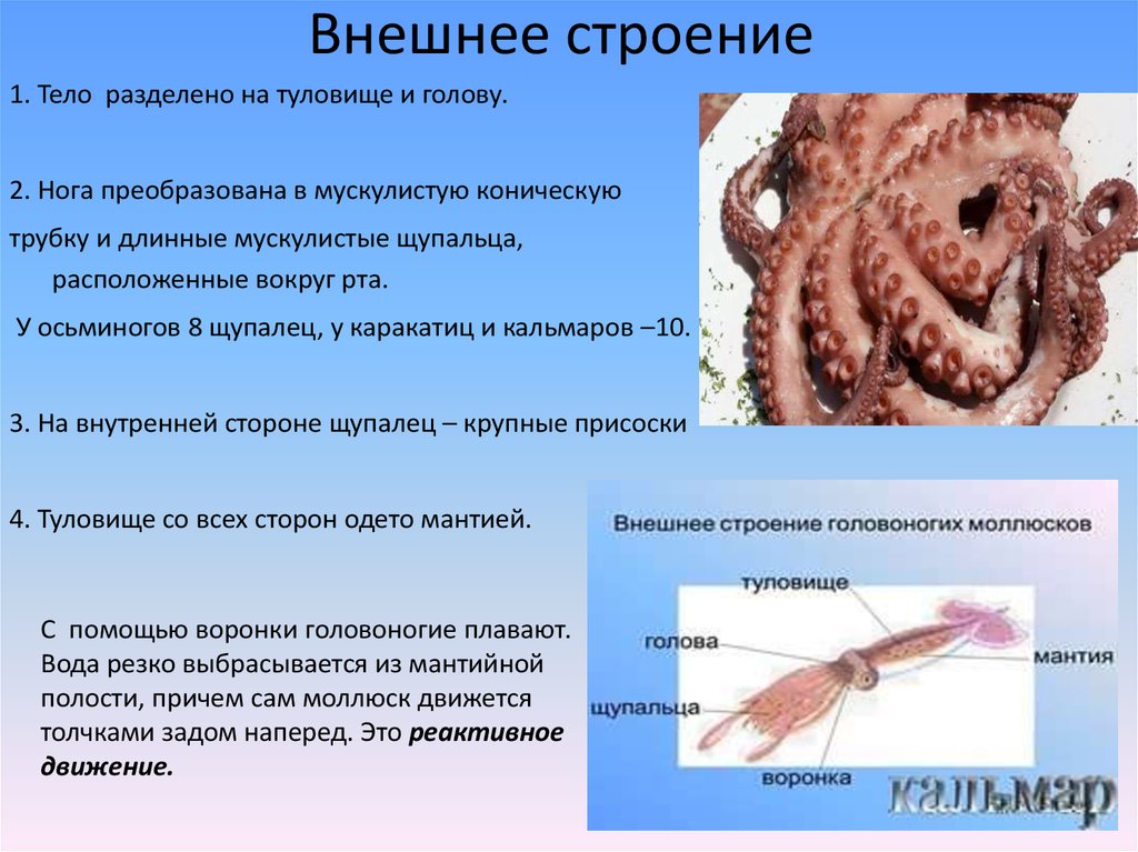 Органы головоногих моллюсков. Головоногие моллюски туловище. Головоногие моллюски строение 7 класс. Класс головоногие внешнее строение. Внешнее строение головоногих моллюсков.