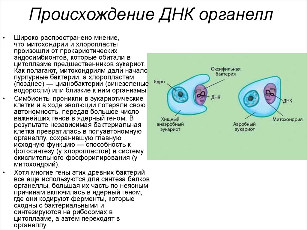 Наследственный аппарат митохондрий