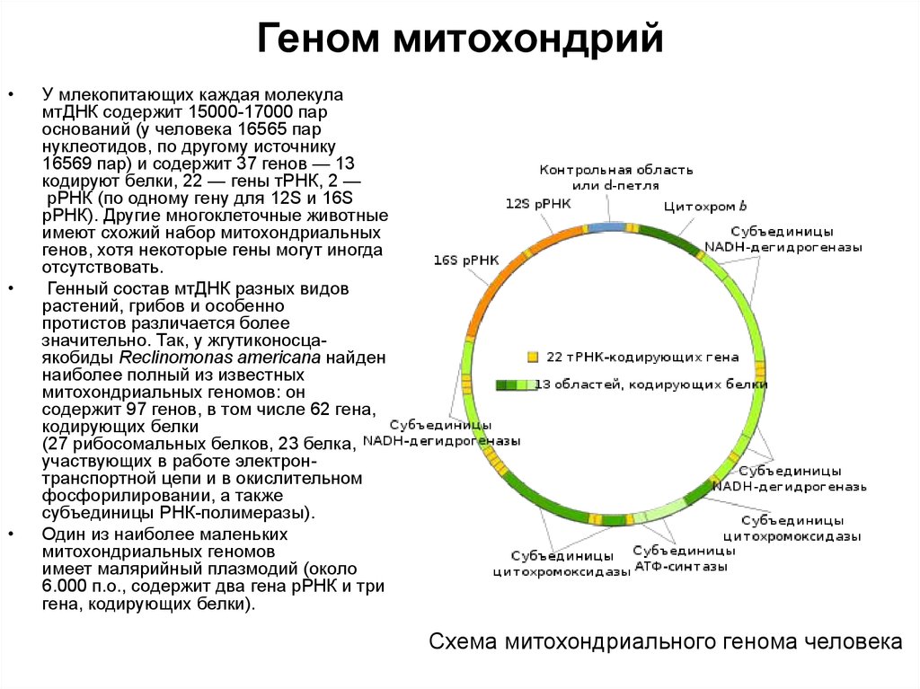 Карта генома человека