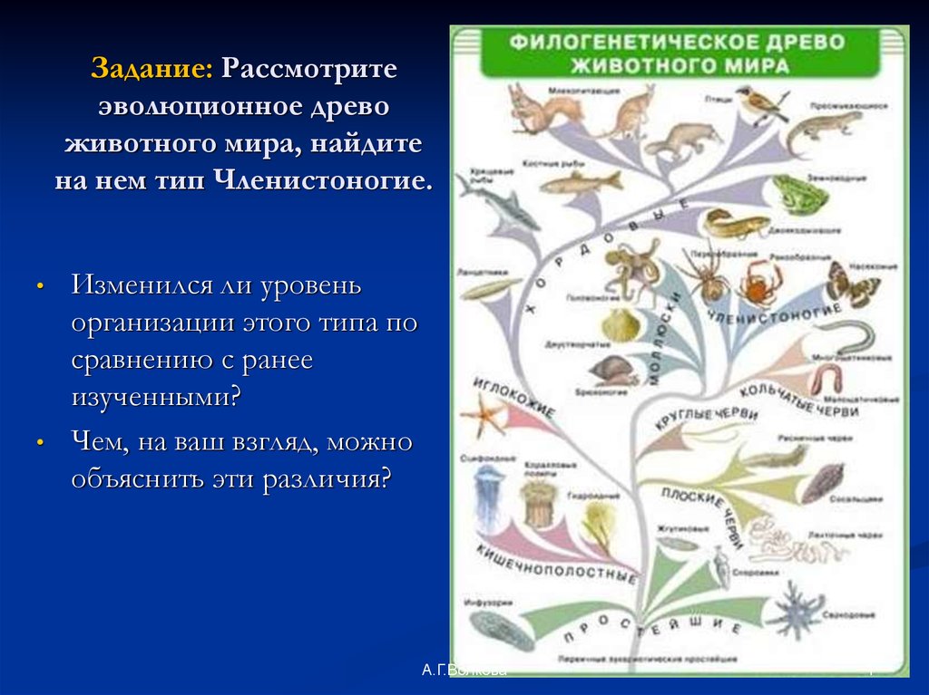 Филогенетическая схема грибов