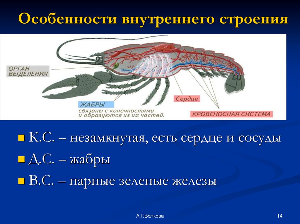 Внешнее строение членистоногих