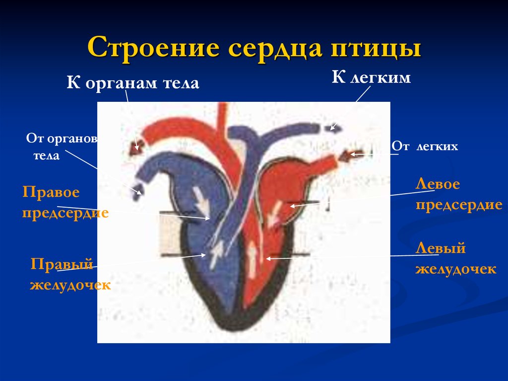 Сердце птиц. Схема строения сердца птиц. Строение сердца птицы 7 класс биология. Сердце птицы анатомия.