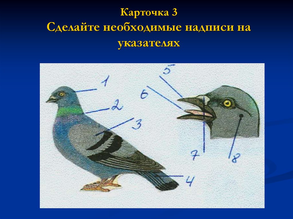 Класс птицы картинка. Внешнее строение птиц. Внешний вид птицы. Схема внешнего строения птицы. Изучаем строение птиц.