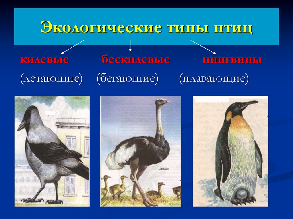 Проект разнообразие птиц и их роль в экосистемах