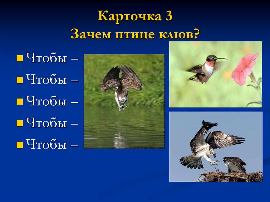 Птицы наземных и водных экосистем. Сообщение "птицы наземных и водных экосистем". Презентация птицы водных экосистем. Зачем птицам клюв. Роль птиц в экосистеме