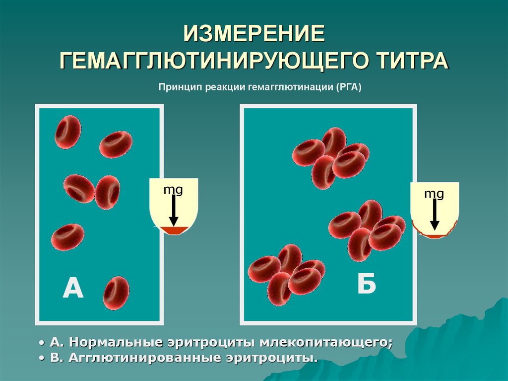 ИЗМЕРЕНИЕ ГЕМАГГЛЮТИНИРУЮЩЕГО ТИТРА