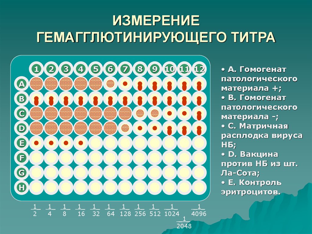 ИЗМЕРЕНИЕ ГЕМАГГЛЮТИНИРУЮЩЕГО ТИТРА