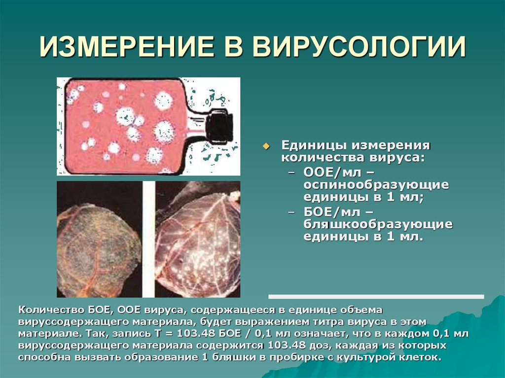ИЗМЕРЕНИЕ В ВИРУСОЛОГИИ