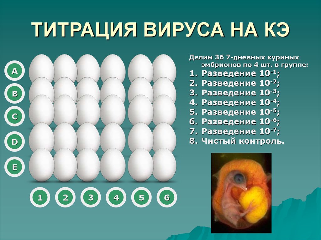 ТИТРАЦИЯ ВИРУСА НА КЭ