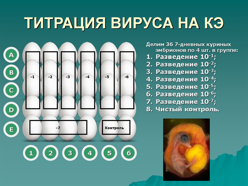 ТИТРАЦИЯ ВИРУСА НА КЭ