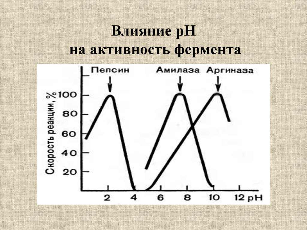 Изучите график зависимости выработки фермента. Влияние PH на ферменты. Влияние PH на активность ферментов амилазы. Влияние PH на активность ферментов. Зависимость активности фермента от РН среды.