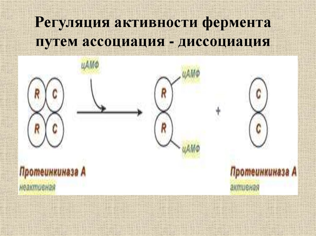 Регуляция активности ферментов ковалентная модификация. Ассоциация и диссоциация ферментов. Регуляция активности ферментов. Ассоциация-диссоциация субъединиц фермента. Регуляция активности ферментов путем ассоциации диссоциации.