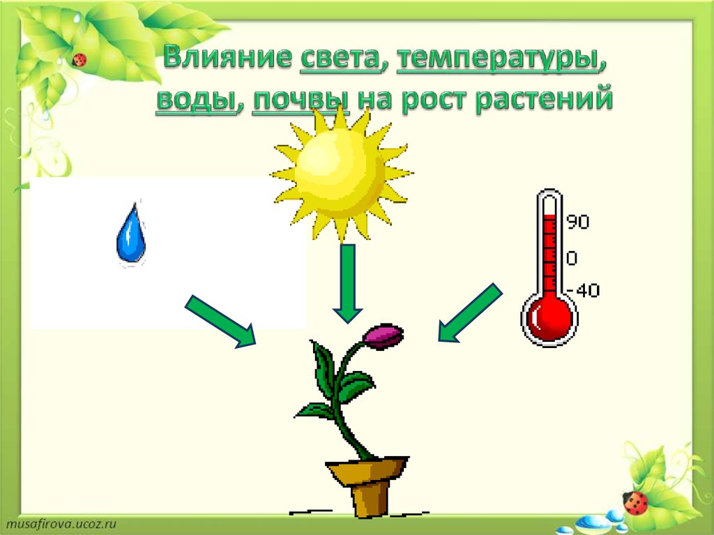 Влияние условий на развитие растений. Влияние освещения на растения. Факторы влияющие на рост растений. Влияние на рост растений. Схема роста растения.