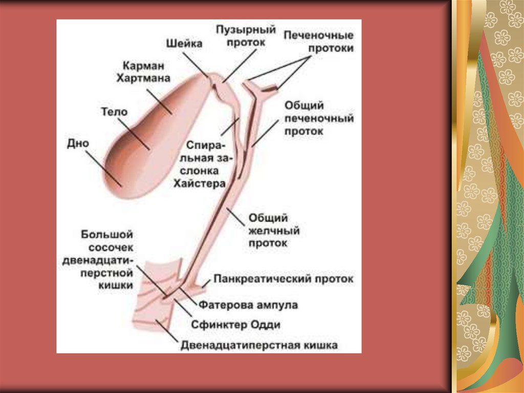 Отделы холедоха анатомия схема