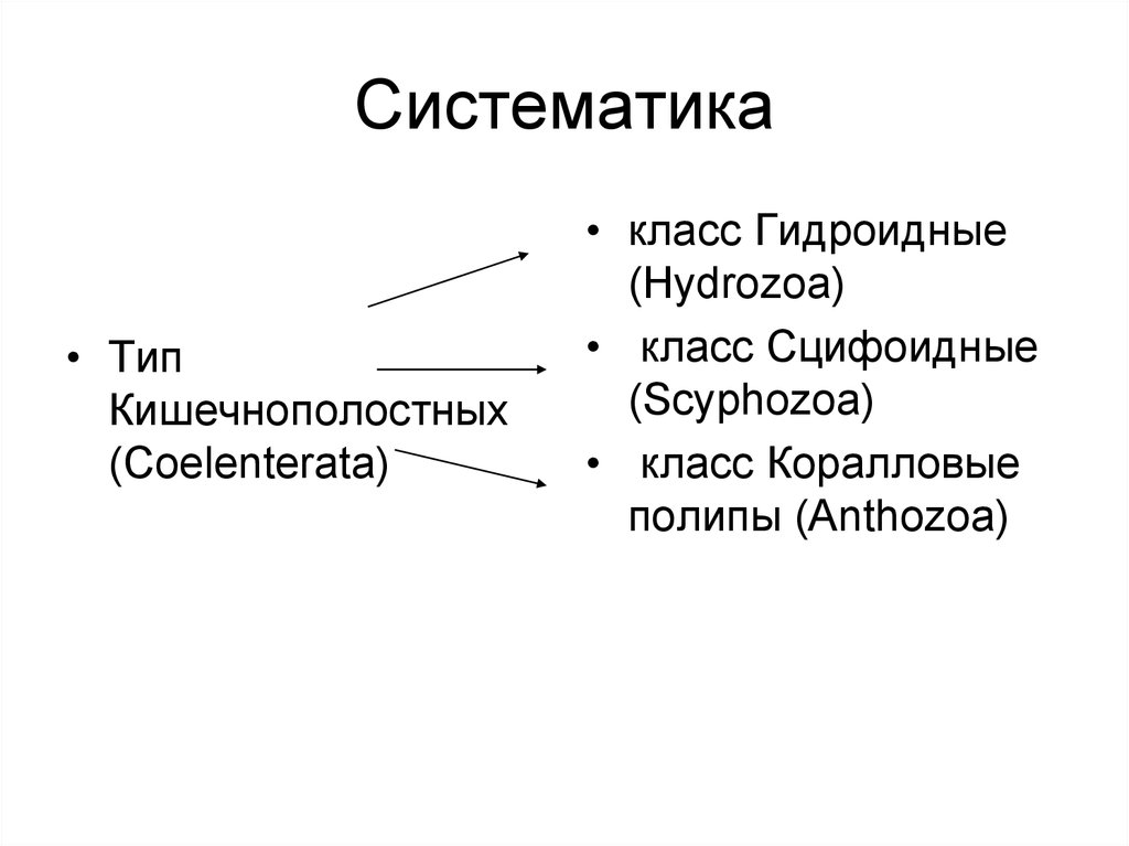 Систематика