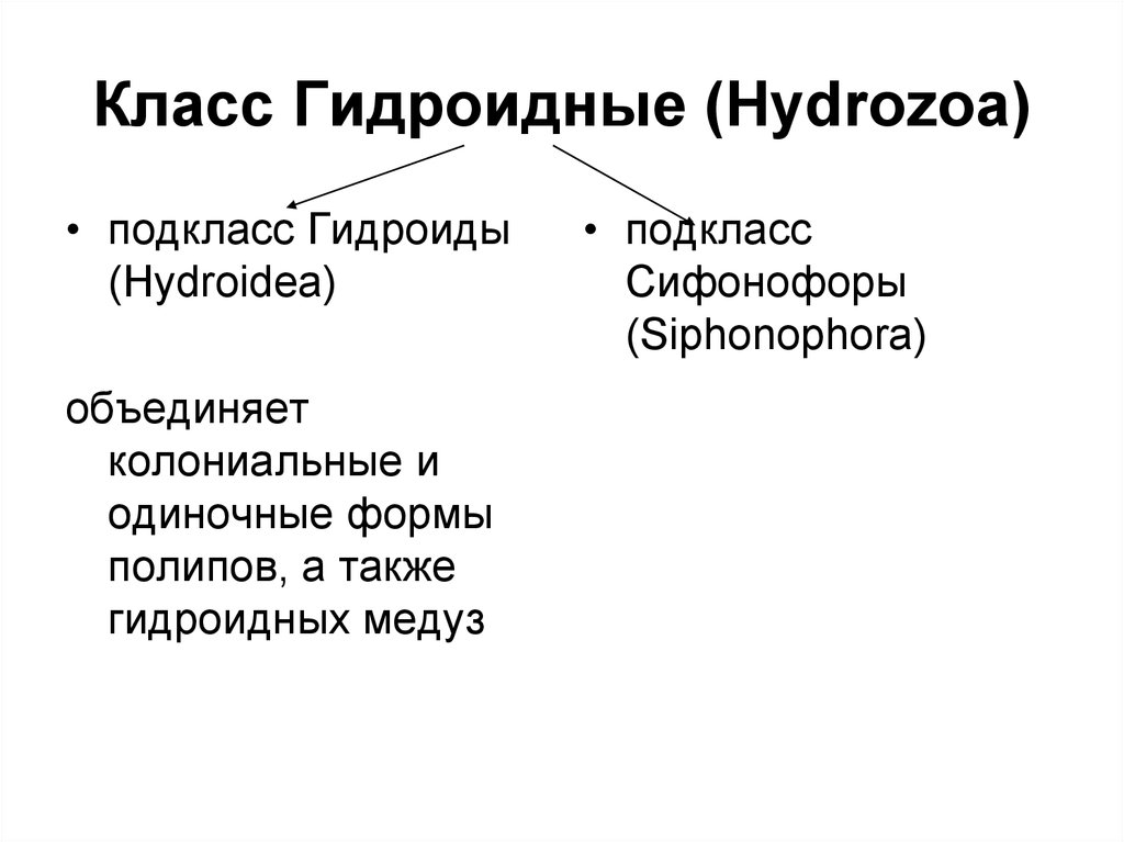Класс Гидроидные (Hydrozoa)