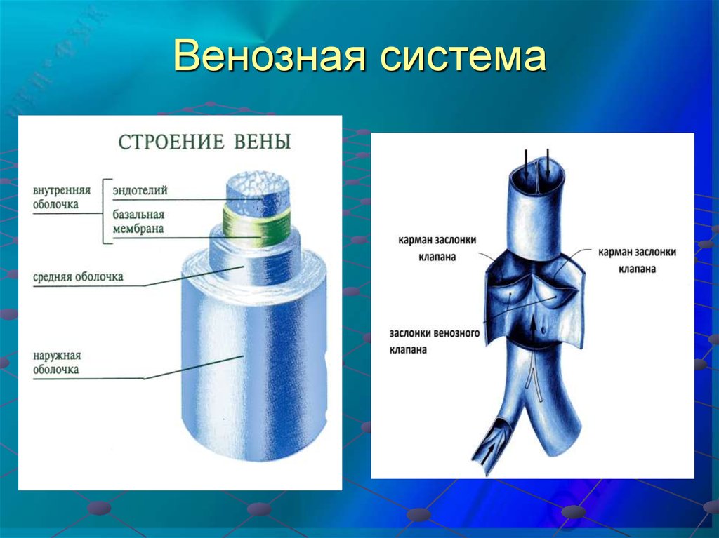 Строение 1 2. Строение вены человека клапаны. Строение вены анатомия. Строение клапана вены. Структура вены.