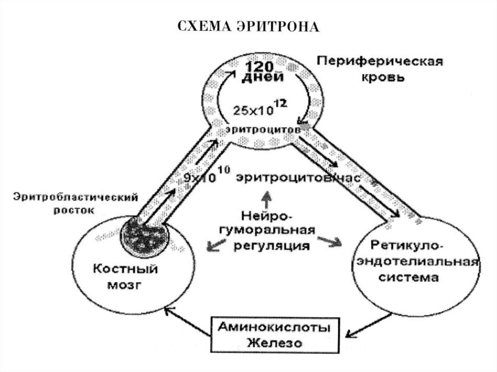 Эритрон. Эритрон это физиология. Понятие об эритроне. Схема эритрона. Эритрон строение.