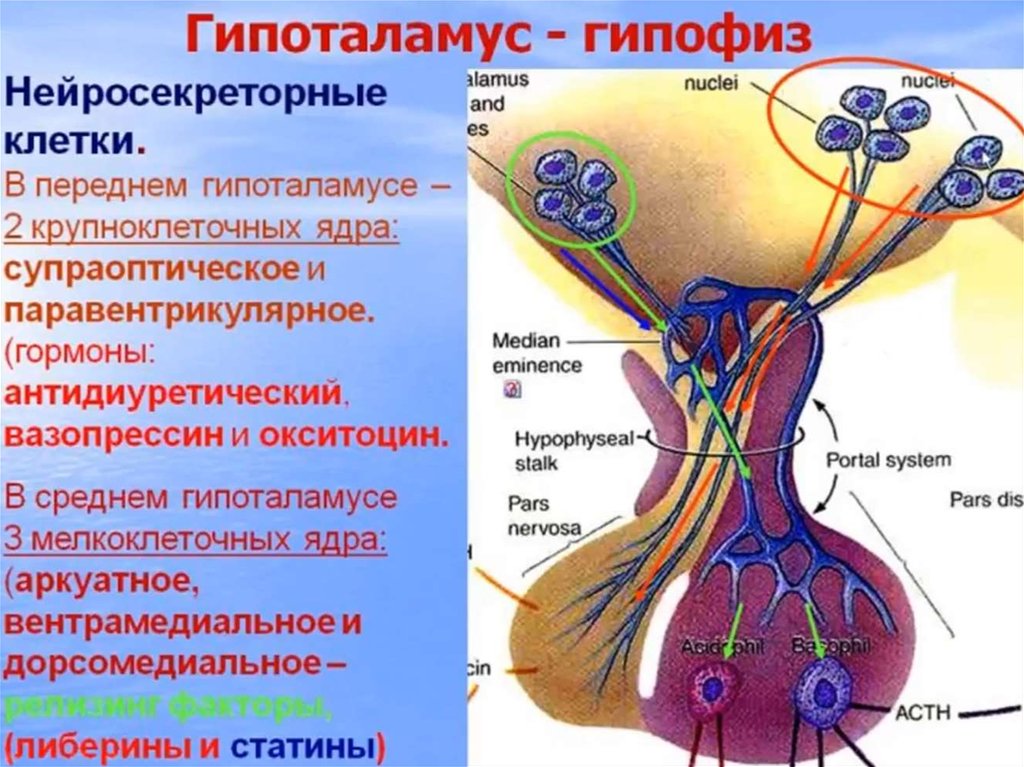 Гормоны вырабатываемые мозгом. Гистология гипоталамуса гипоталамо гормон. Схема строения гипоталамо гипофизарной нейросекреторной системы. Нипоталямогипофизаоная система гистология. Гипоталамо-гипофизарная система гистология.