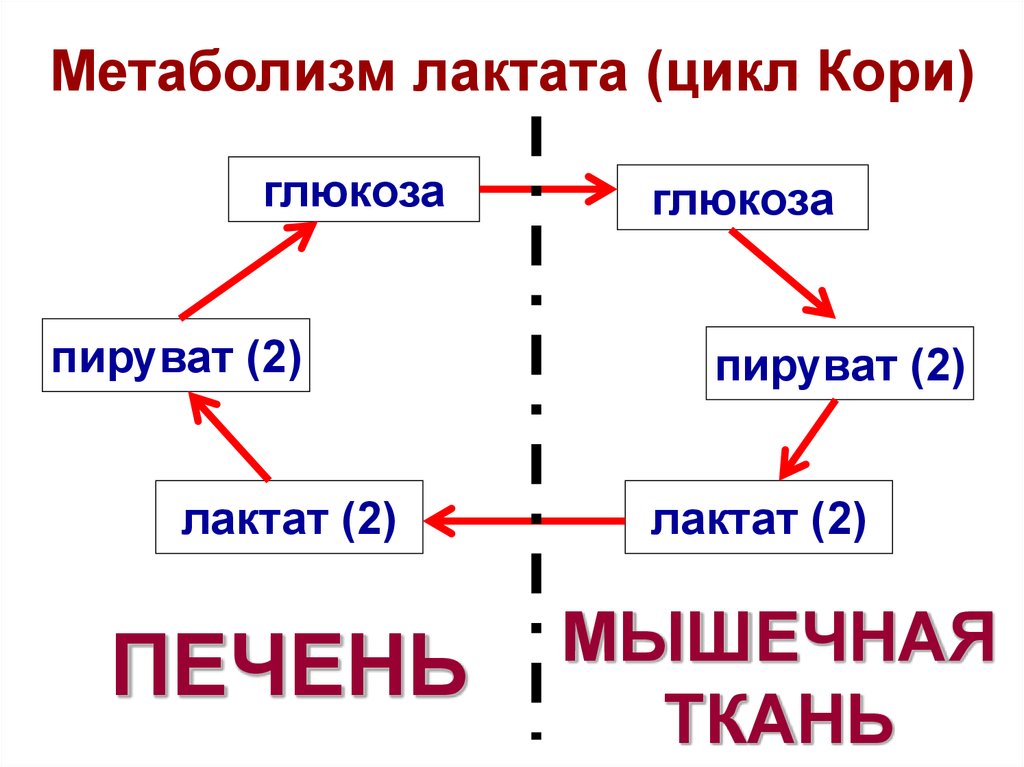 Схема образования лактата