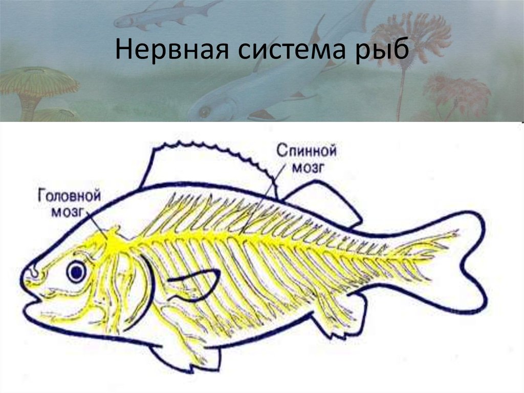 Размер мозга рыбы. Нервная система костных рыб схема. Нервная система рыб 7 класс. Нервная система рыб 7 класс биология. Нервная система костной рыбы 7 класс.