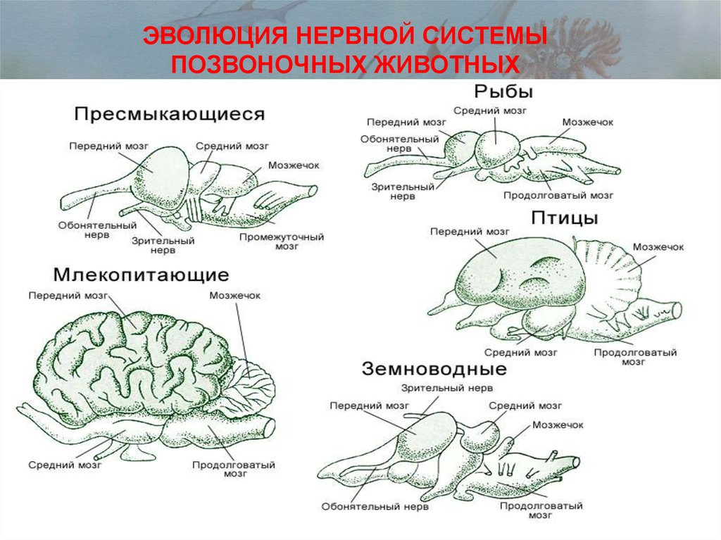 Мозг амфибий и рептилий. Эволюция нервной системы у животных. Эволюция нервной системы позвоночных. Развитие нервной системы у позвоночных животных. Эволюция нервной системы млекопитающих.