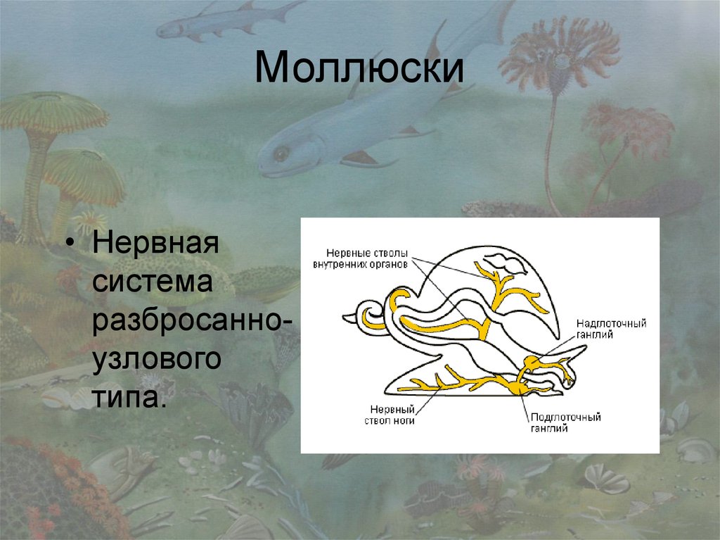 Нервная моллюсков. Нервная система разбросанно-узлового типа.