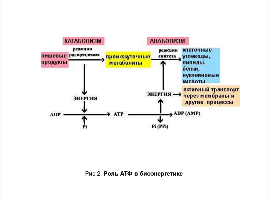 Атф т4. Пути синтеза АТФ В организме. Роль АТФ В обменных процессах схема. АТФ цикл и биоэнергетика клетки. Синтез АТФ является процесс анаболизма.